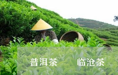 普洱茶  临沧茶/2023031749582